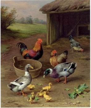 unknow artist Poultry 077 France oil painting art